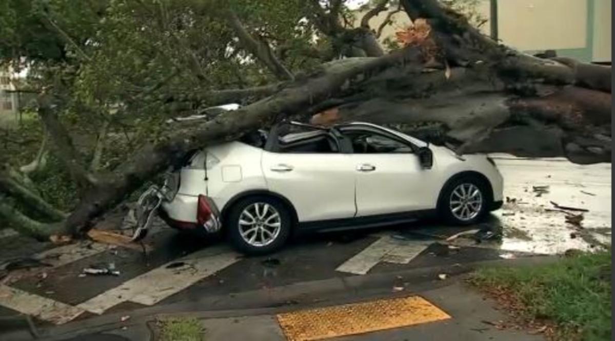 ¡De milagro! Familia se salvó de morir aplastada por un árbol en Miami