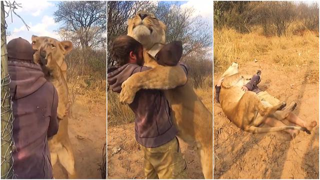 Insólito abrazo entre hombre y un león causa impacto en TikTok