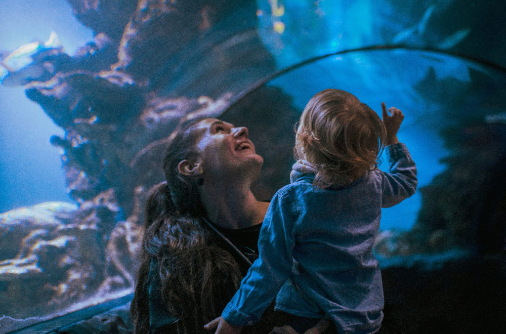 Alegría para toda la familia: Los zoo y acuarios más divertidos de Miami