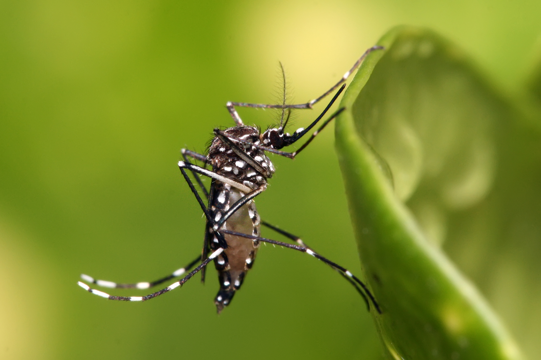 Prueban en los Cayos de Florida nuevo método para eliminar el dengue, el zika y la fiebre amarilla