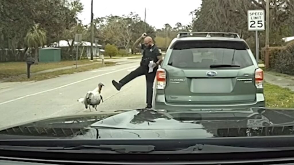 pavo policía agente oficial