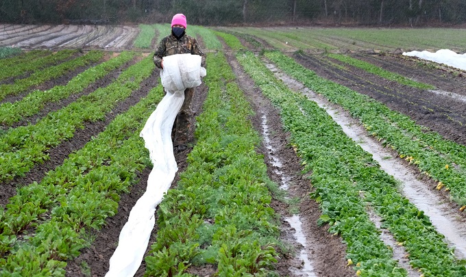 Agricultores de Homestead listos  para la inclemencia del clima