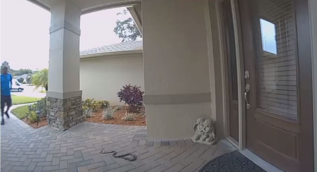 ¡Susto! Repartidor de Amazon fue recibido por dos serpientes en una casa en Florida (Video)