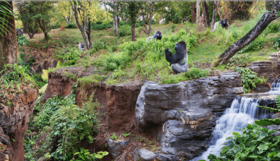 Gorilas de Disney World se vuelven virales después que serpiente entrara en su recinto