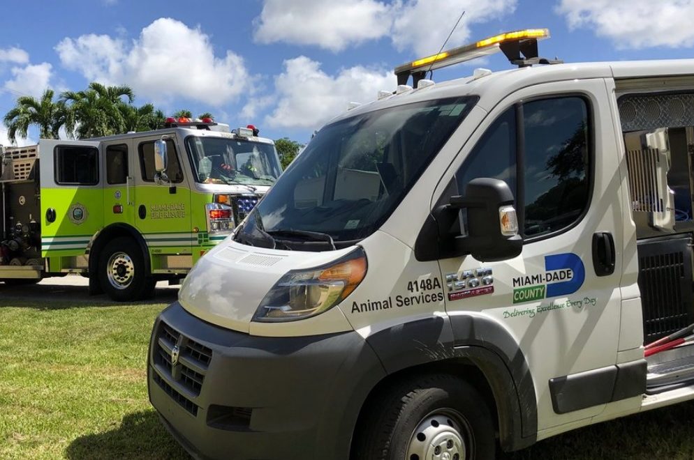 Mujer de Miami golpeó a su mascota hasta que murió por fractura de cráneo