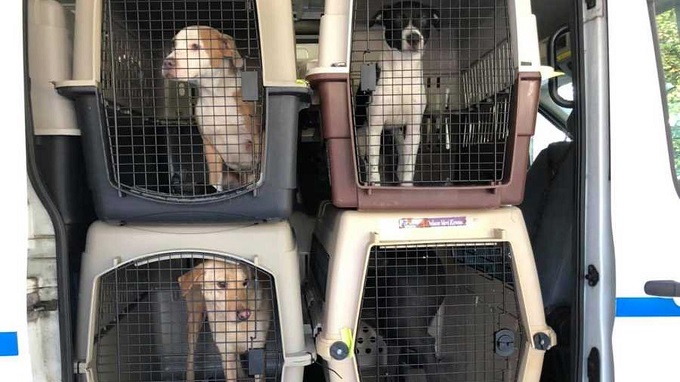 Huracán Ida obligó trasladar decenas de animales de Louisiana  a Miami