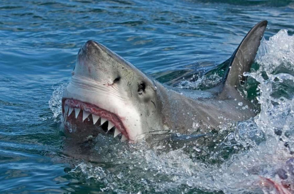 Aumentan ataques de tiburón en Florida: Tres casos en 10 días