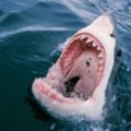 Cuatro heridos por ataques de tiburones en Texas y Florida el 4 de julio