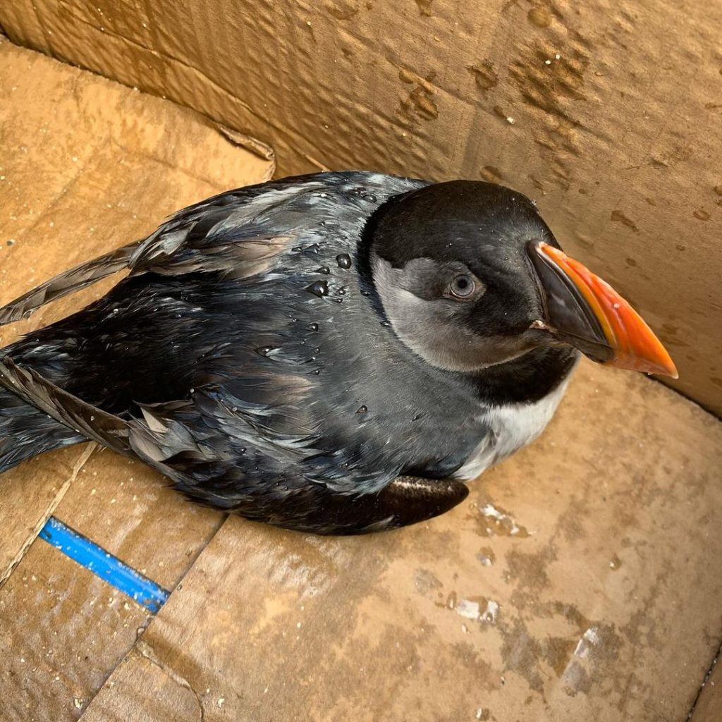 Frailecillo Puffin