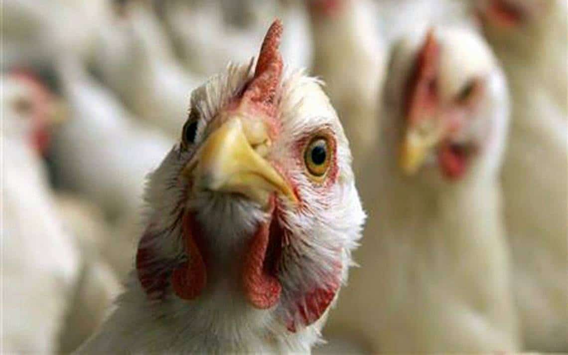 Detectan nuevos casos de gripe aviar en el centro norte de EEUU