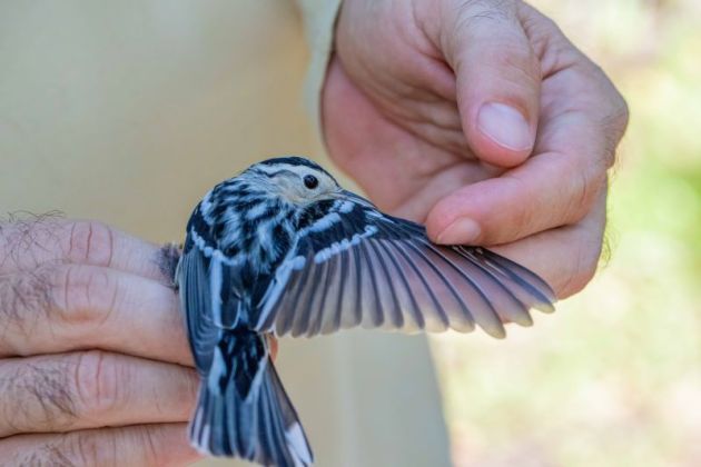 Cape Florida Banding Station anuncia recaudación de fondos de otoño para las aves migratorias