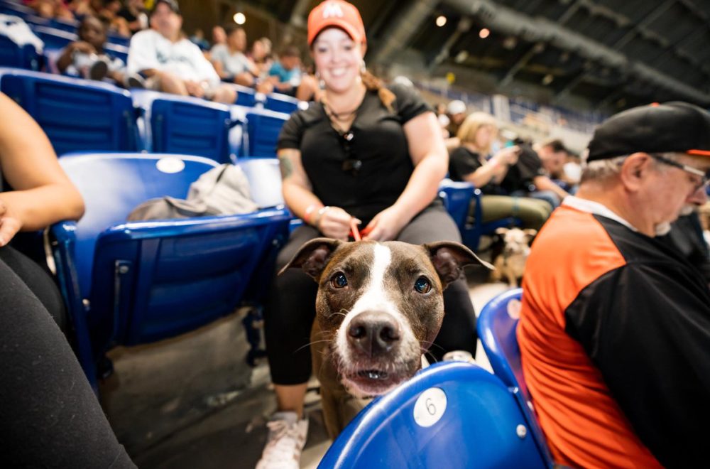 Marlins de Miami abren las puertas a los felpudos de la casa: Lleva a tu perro al estadio