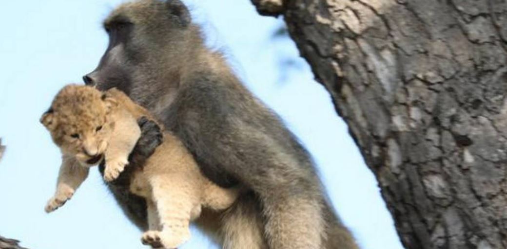 ¡Increíble! Babuino roba cachorro león y recrea escena del ‘Rey León’ en Sudáfrica (Video)
