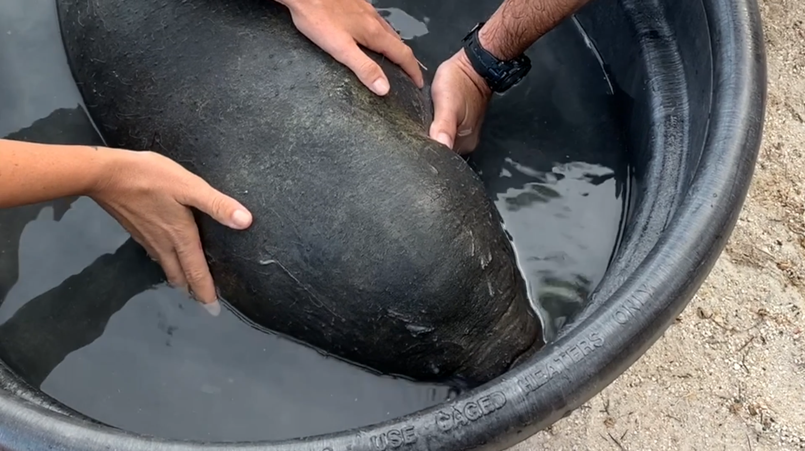 Rescatan a una cría huérfana de manatí en los Cayos de Florida