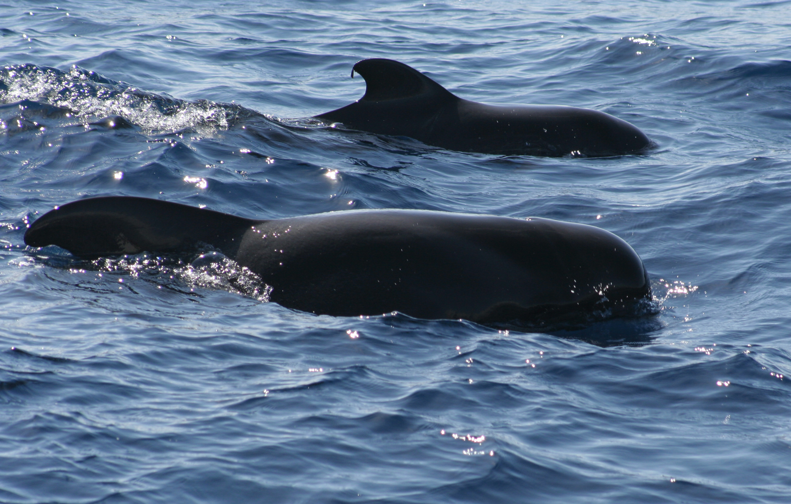 Turistas liberaron ballenas varadas playa de Redington
