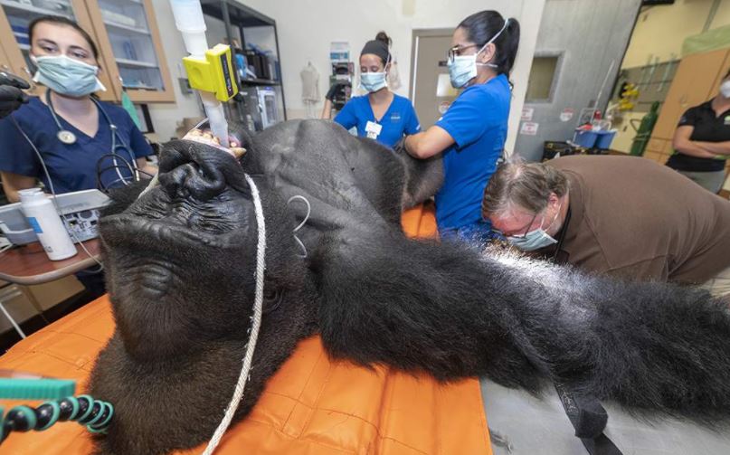 Veterinarios preocupados por dificultades del gorila “Barney” del zoológico de Miami
