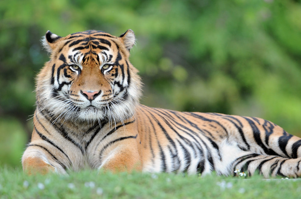 Muere tigre de Sumatra del Zoo Miami, tras detectarle cáncer de bazo