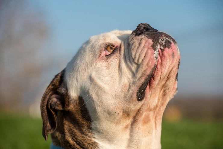 Abandonaron a bulldog mestiza en un parque de Miami y se dieron a la fuga