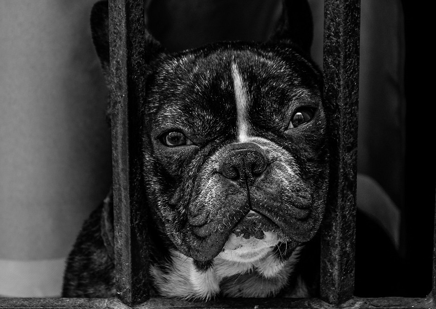 Desmantelan fábricas de cachorros en Florida y Iowa: dormían sobre sus heces