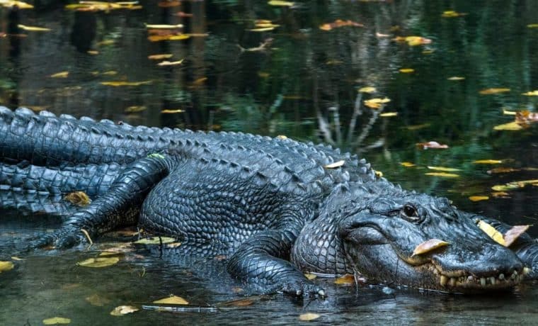 Anciana muere devorada por un caimán en St. Lucie por proteger a su perro