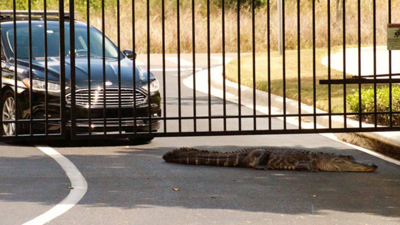 ¡Susto! Atraparon a un caimán que asediaba una parada escolar en Florida (+Video)