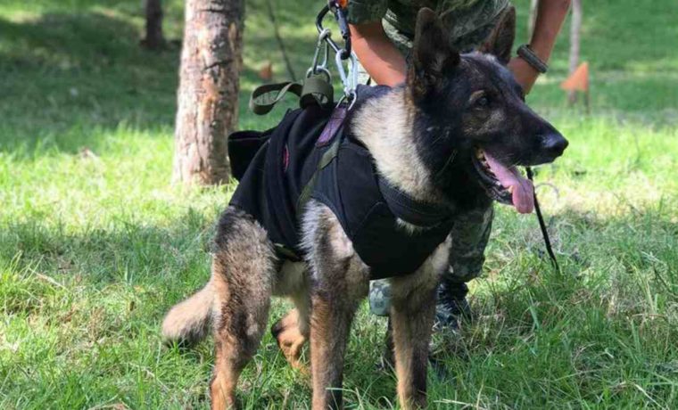 Héroe de 4 patas: Perro de rescate murió entre escombros de Turquía