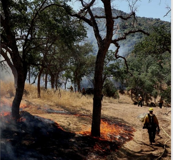 Un solo incendio de California logró destruir el 10% de las secuoyas del mundo
