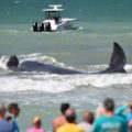 Enorme ballena falleció tras quedar atrapada en playa de Florida