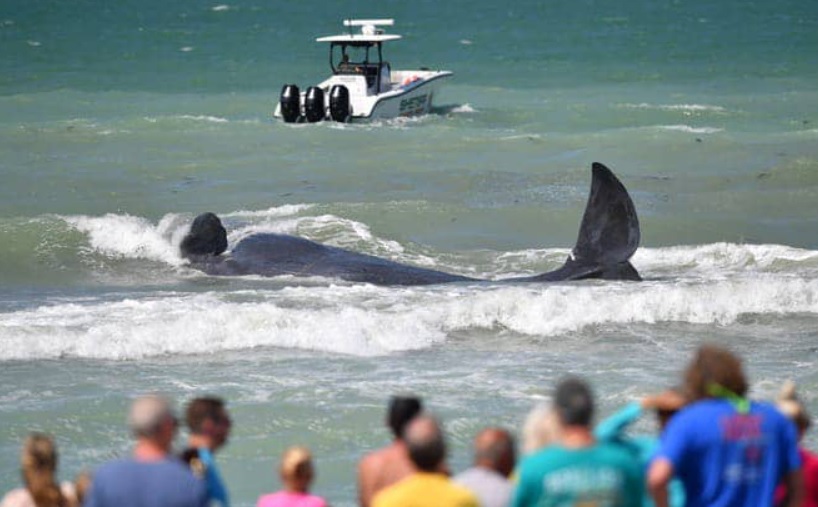 Enorme ballena falleció tras quedar atrapada en playa de Florida