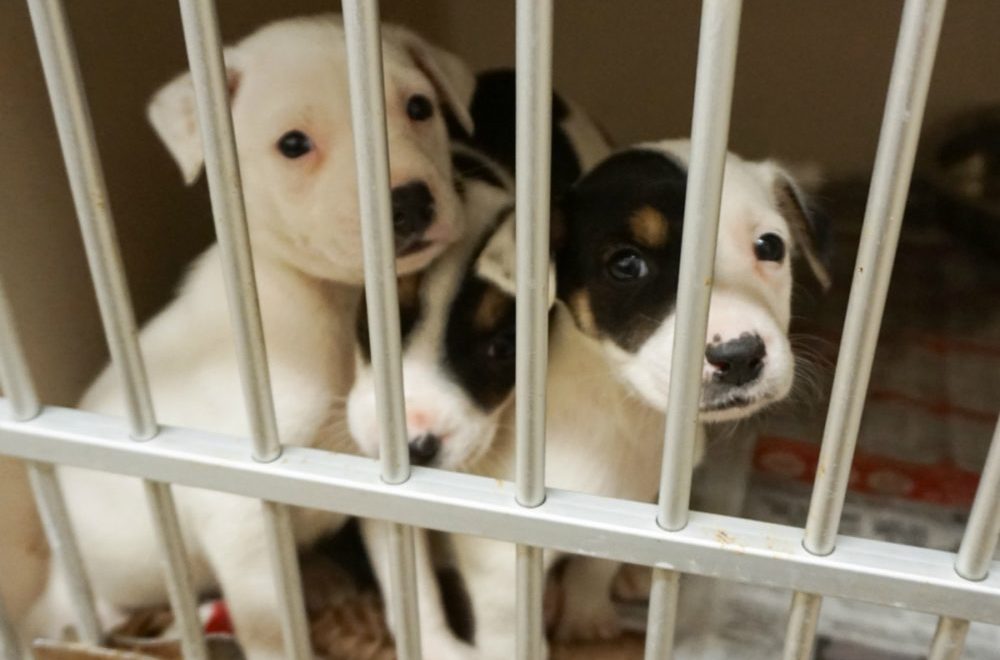 Doral establece nuevas condiciones para vender cachorros y erradicar las fábricas ilegales