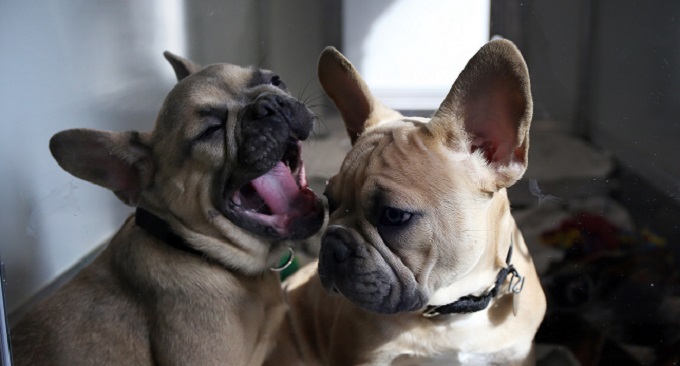 Rapto de dos cachorros en Davie terminó con un final feliz
