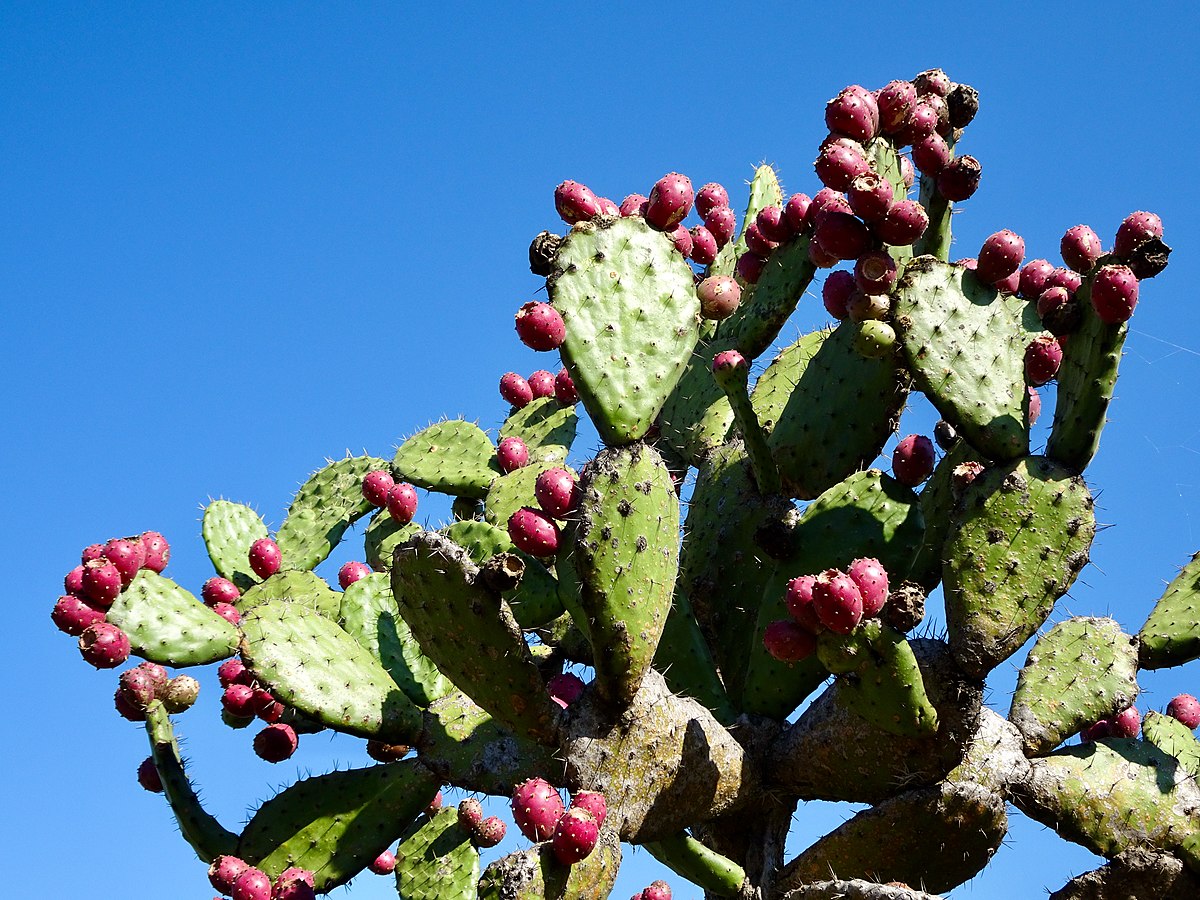 Cactus pueden funcionar como antenas wifi de banda ancha