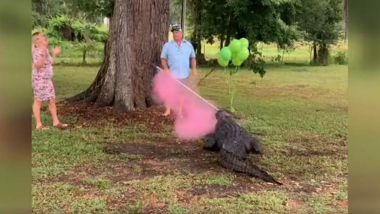 Con la ayuda de un cocodrilo pareja de Florida reveló el sexo de su bebé (Video)