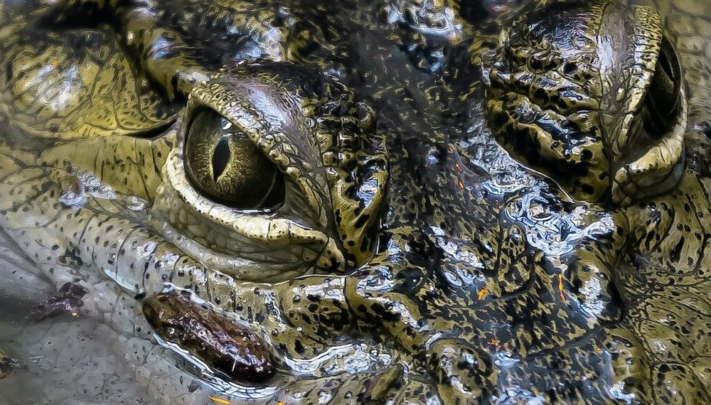 Una tirolesa, caimanes y tú: La aventura extrema que ofrece Gatorland