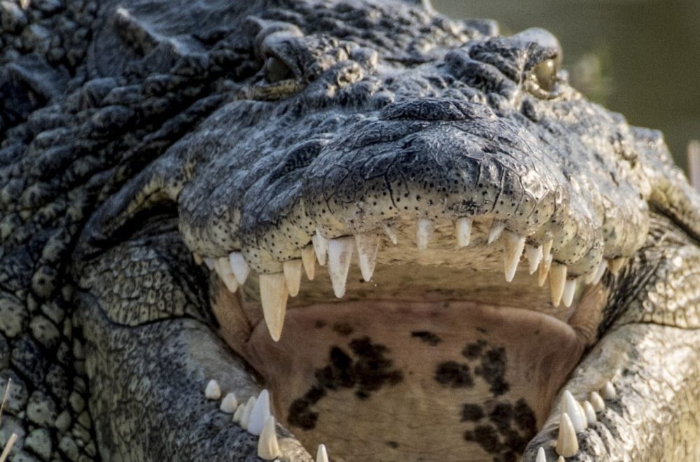 Rescatan a hombre en los Everglades tras ser mordido por un caimán