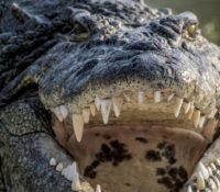 Rescatan a hombre en los Everglades tras ser mordido por un caimán