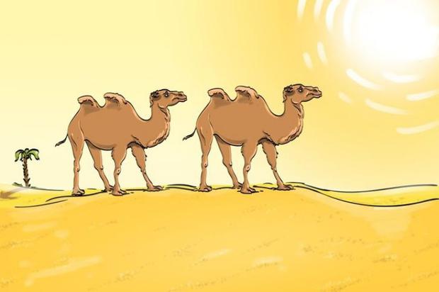 ¿Te atreves? En 20 segundos descubre el error de los camellos en el desierto