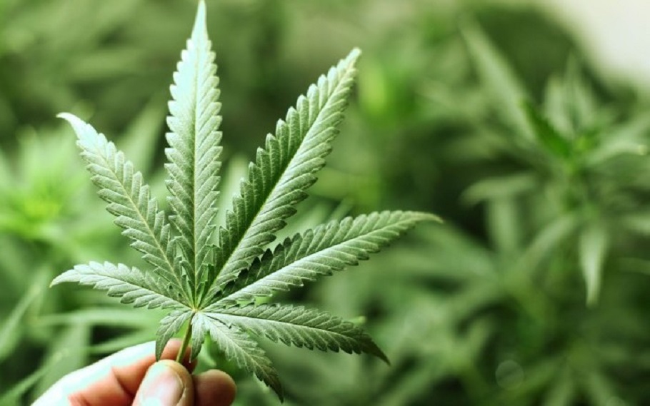 Corte Suprema estatal confirma normas empresariales de la marihuana medicinal de Florida