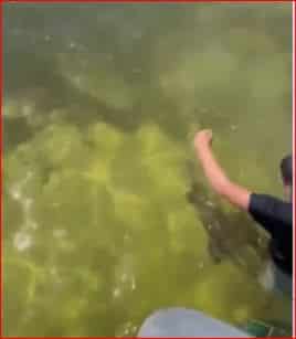 ¡Peligro en Key Largo! Adolescente es mordido por un tiburón (+VIDEO)