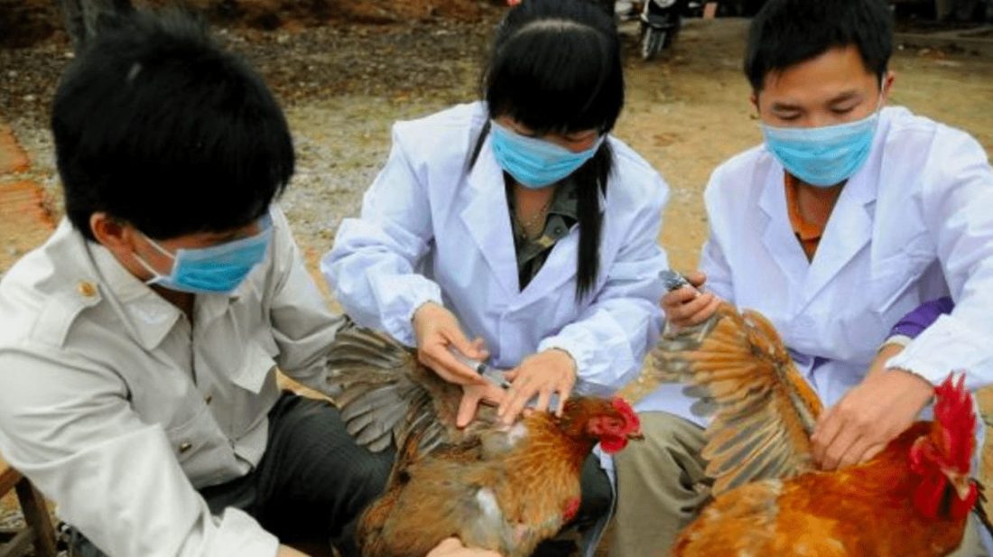 ¡No bastó con el coronavirus! Reapareció la gripe aviar H5N6 en Filipinas, que mató a casi 400 personas en el 2003