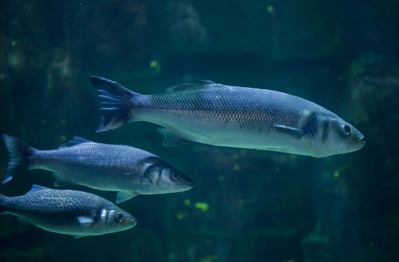 Florida: Crian peces nativos genéticamente puros