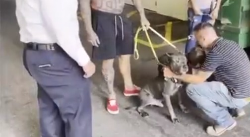 Rescatados dos perros luego de quedar atrapados en medio de un incendio en Fort Lauderdale