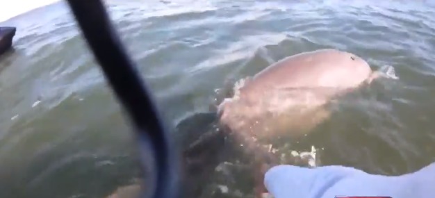 El increíble gesto de agradecimiento a un hombre de Florida tras rescatar a un delfín +vídeo
