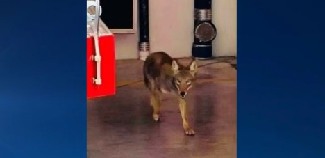 Visitante peculiar: Un coyote apareció en estación de bomberos de Fort Lauderdale +Foto
