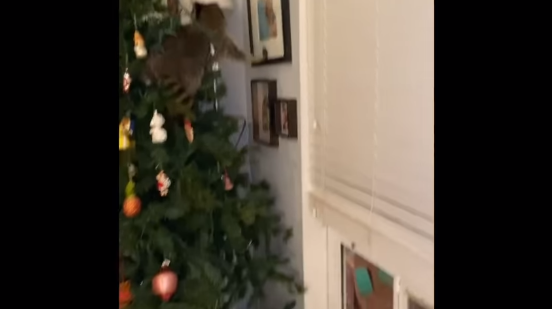 ¡Adorno nuevo! Mujer de Florida encuentra a mapache en su árbol de Navidad +Vídeo