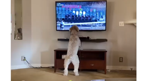 ¡De no creer! Una perrita se emociona, salta  y ladra mientras mira una carrera de caballos +Vídeo viral