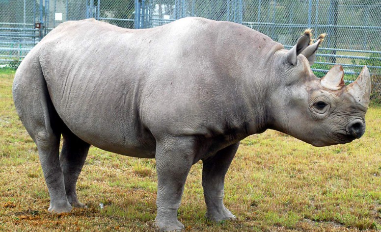 Toshi, el rinoceronte del Zoo de Miami, murió a los 44 años