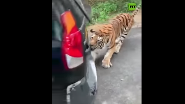 Tigre Bengala intenta arrancar parachoques de un Jeep +Vídeo