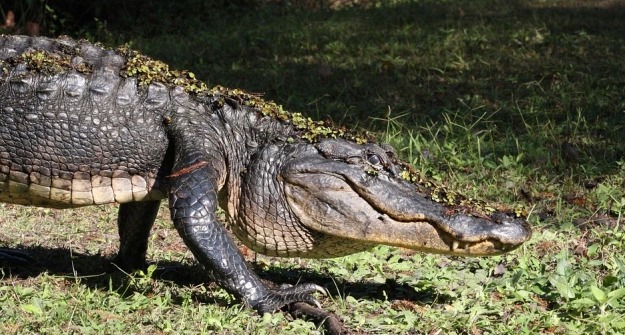 ¡Impactante! Familia de Florida se encontró con un caimán de 2 metros dentro de su casa