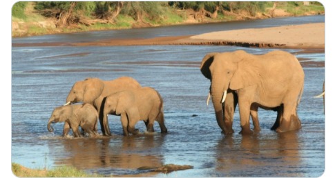 Por estas razones ahora el elefante africano está en peligro de extinción